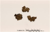 藏品(裸腹葉衣屬)的圖片